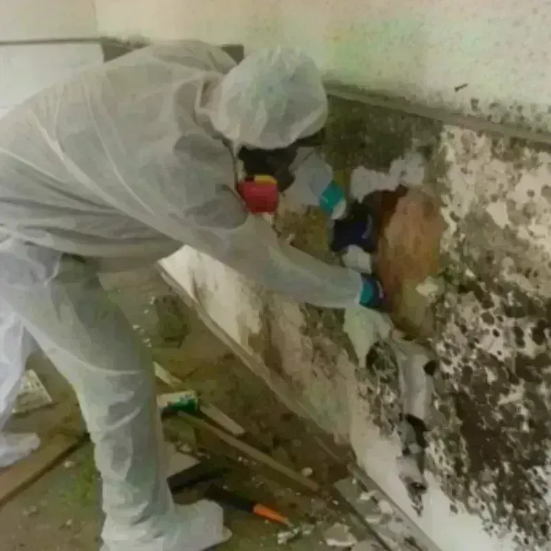 Mold Remediation and Removal in Orchidlands Estates, HI